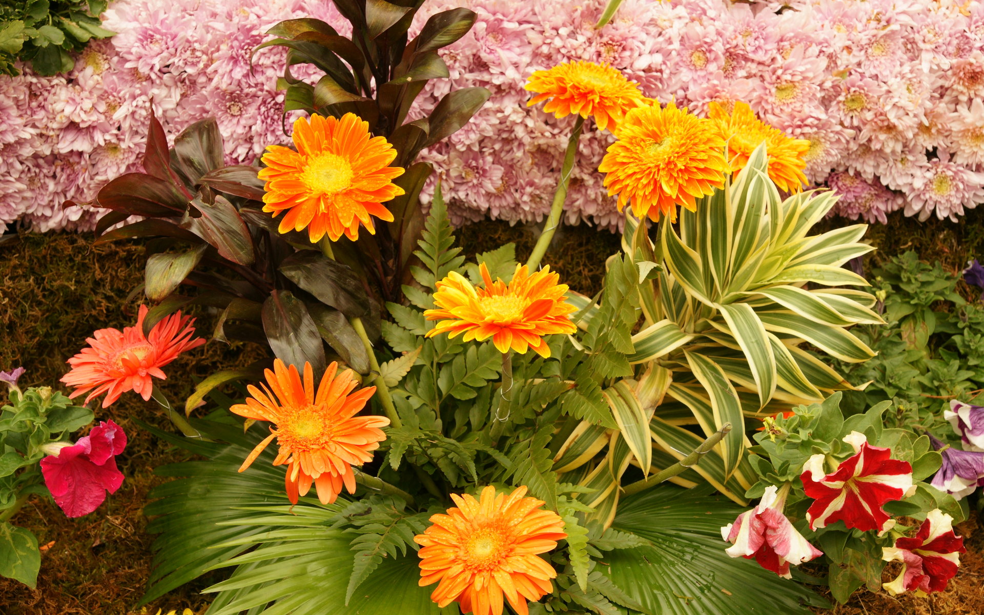 Orange Gerbera And Pink Chrysanthemums With Beautiful Ornamental