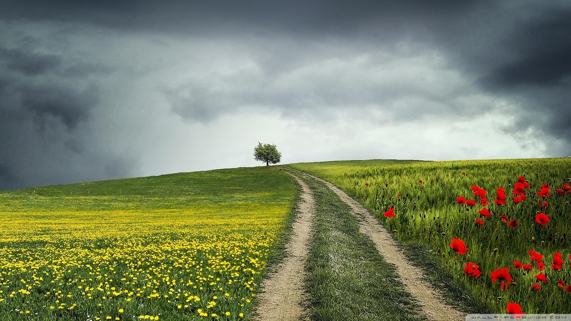 Country Roads Wallpaper