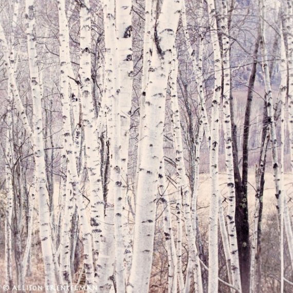 Download removable wallpaper silver forest wallpaper logo ...