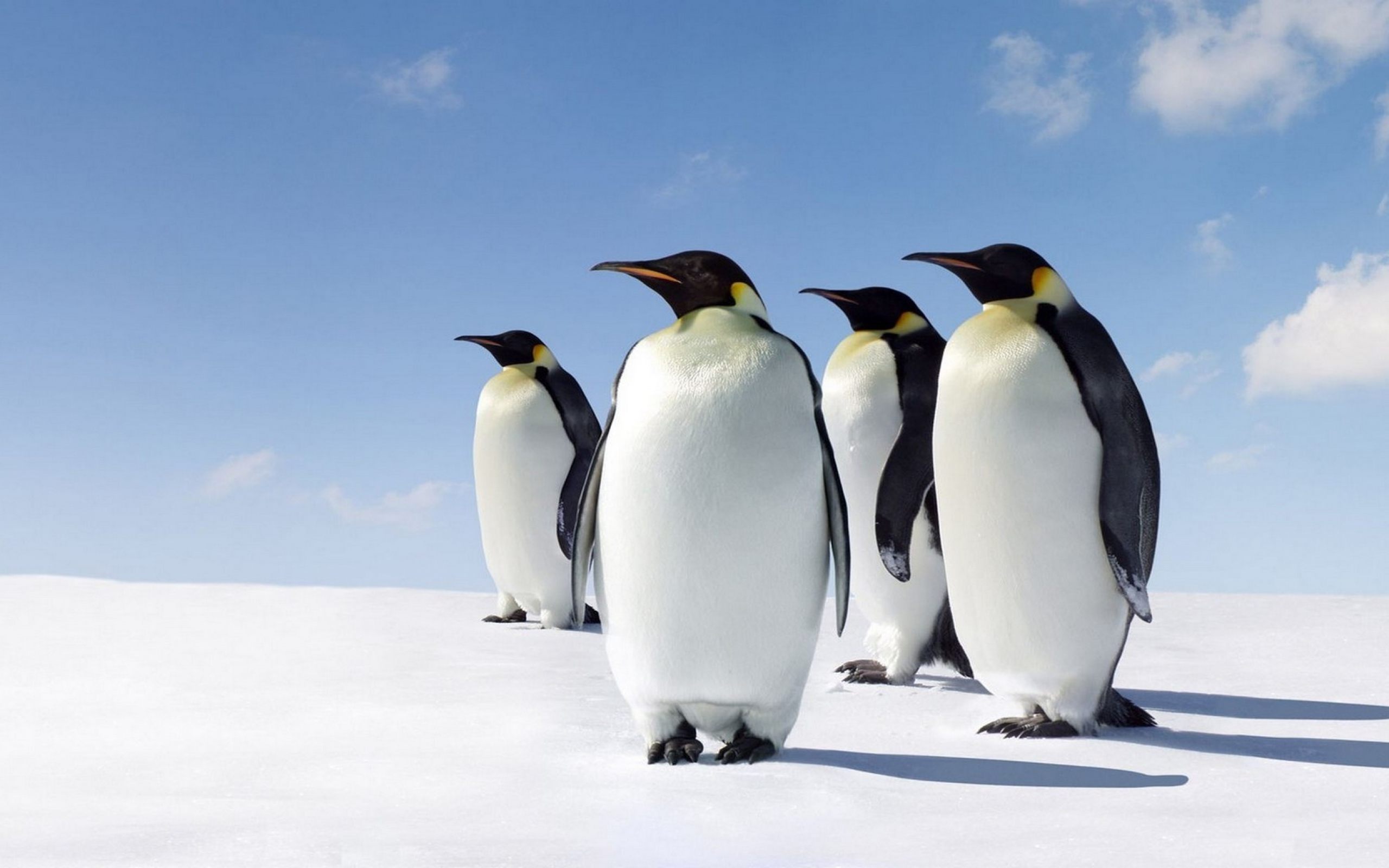 Cute Penguins Wallpaper HD For Desktop Mobile