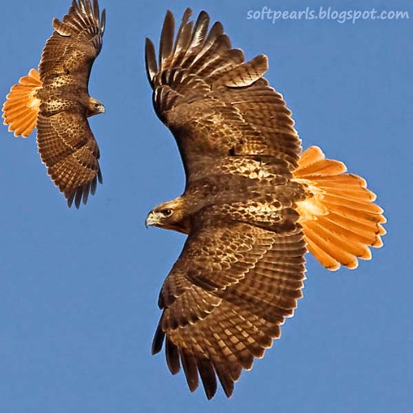 Red Tailed Hawk Pictures Flying