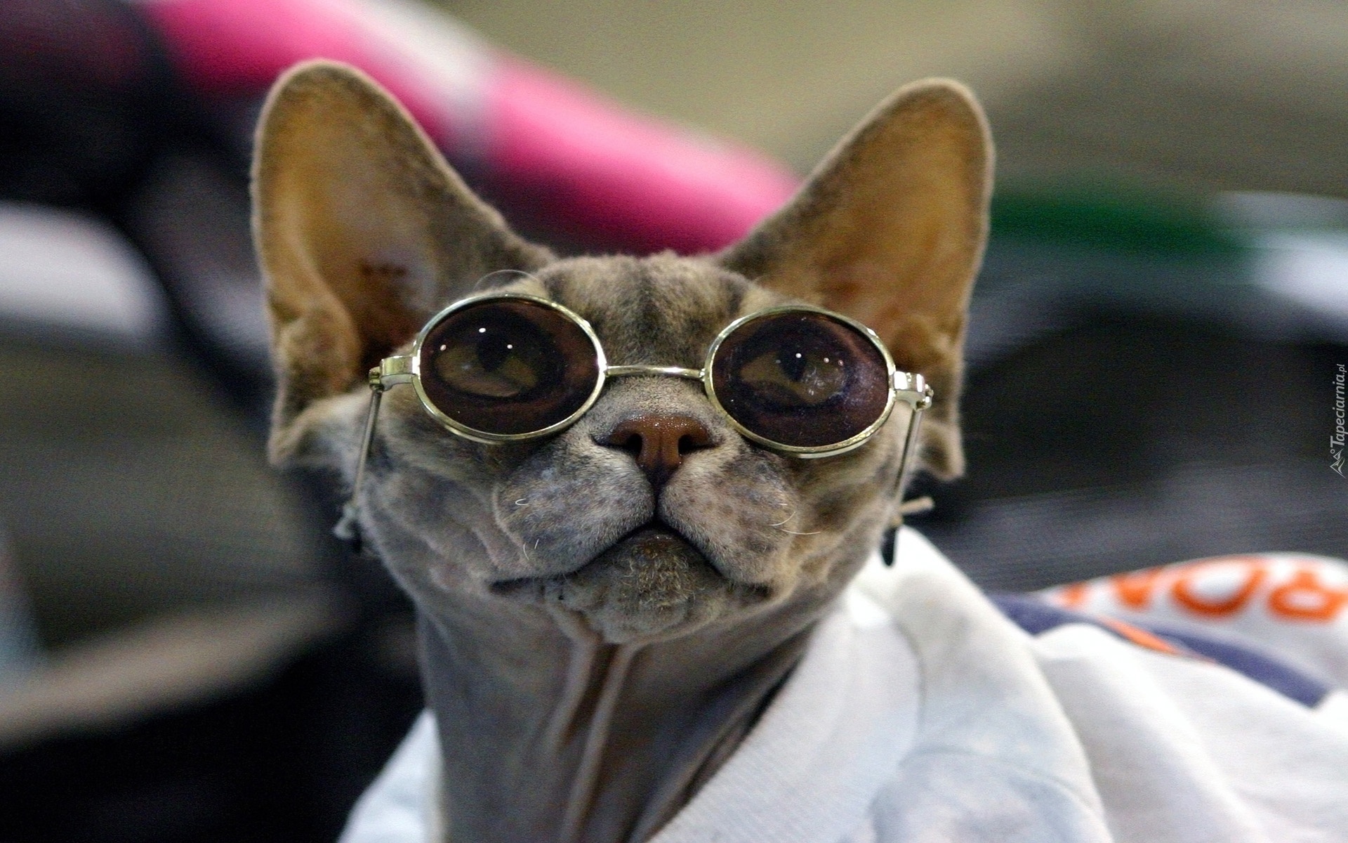 Mieszne Okulary Kot