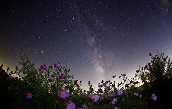 Stars Night Space Milky Way Flowers Wallpaper Photos Pictures