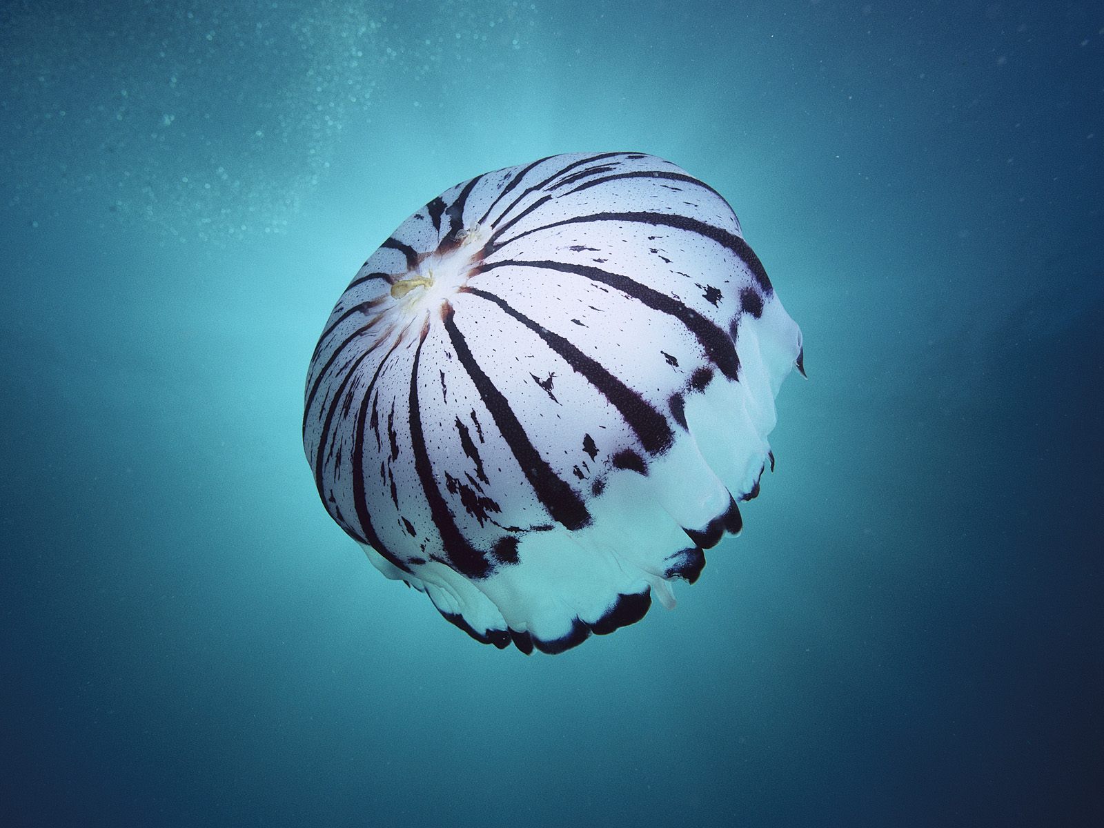 White Jellyfish Wallpaper Stock Photos