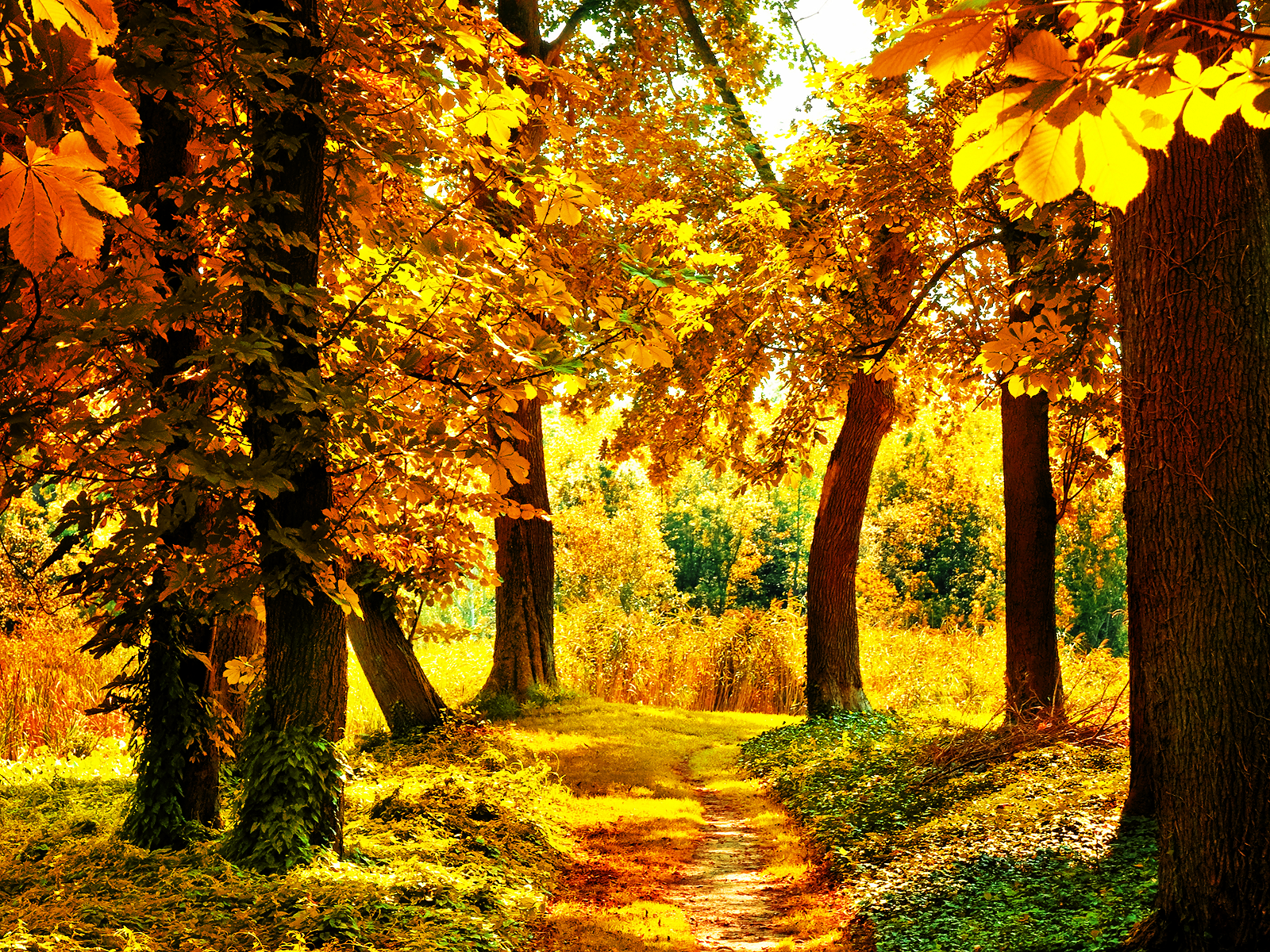 Early Fall Wallpaper Inkbluesky Wordpress Alfred