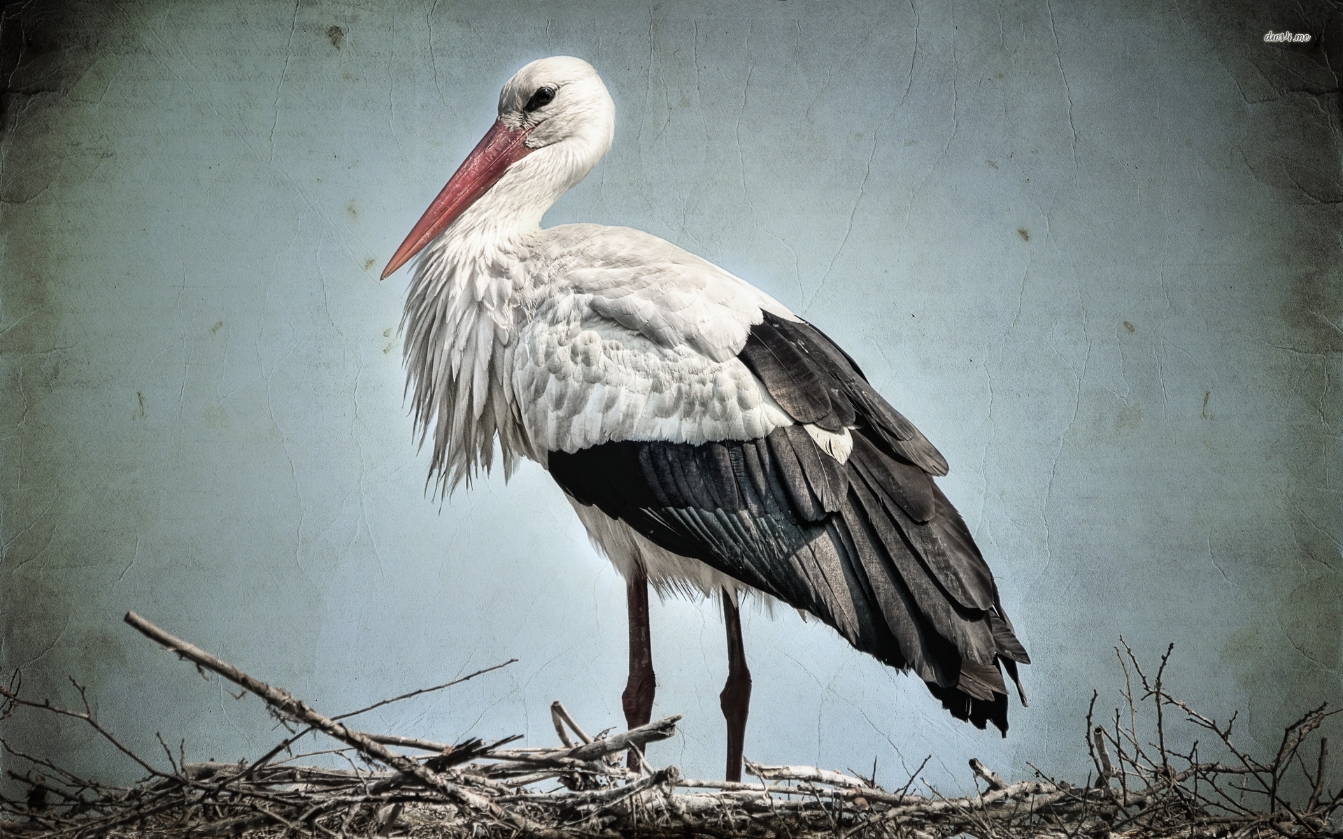 Stork Wallpaper Digital Art