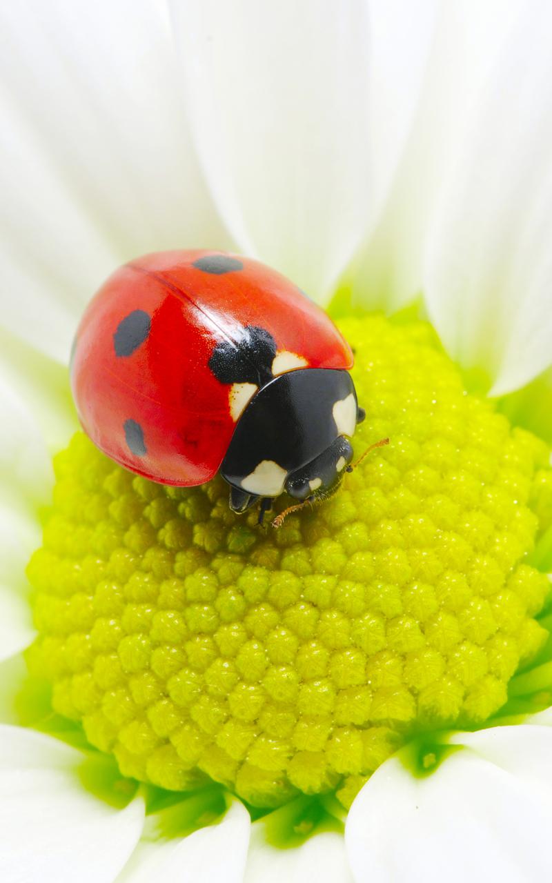 Ladybug Live Wallpaper Apk Personalization App For