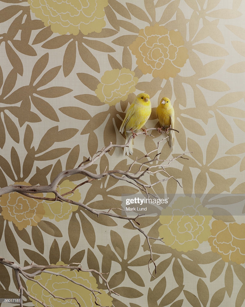 Canaries On A Branch With Floral Wallpaper High Res Stock Photo