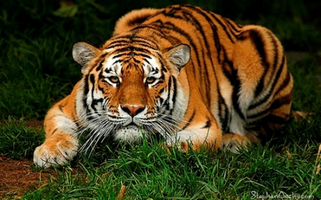 Most Beautiful Animal Your Spot Wallpaper