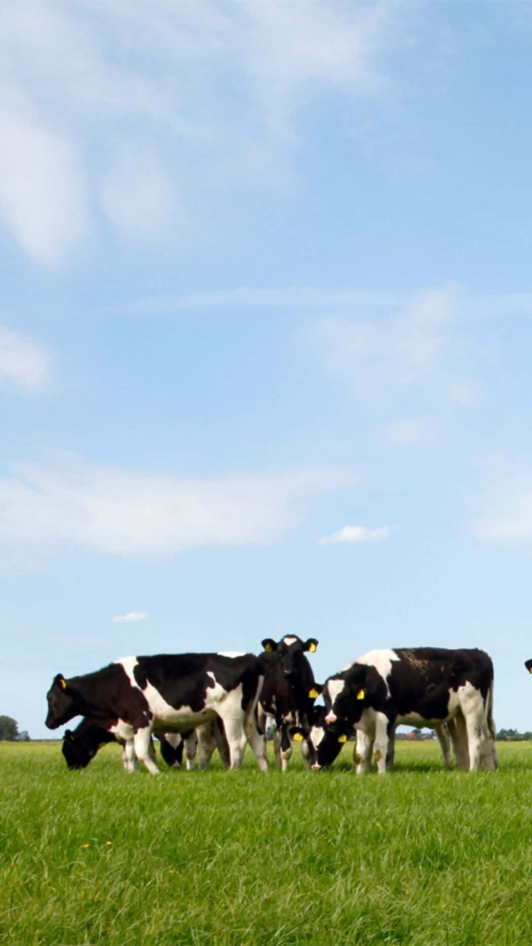 Listen To The Herd And Get Your Newest Cow iPhone Wallpaper