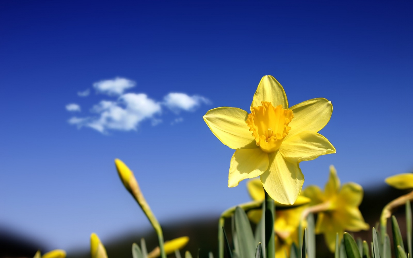 Wallpaper Daffodils Flowers Buds Sky Spring Cloud