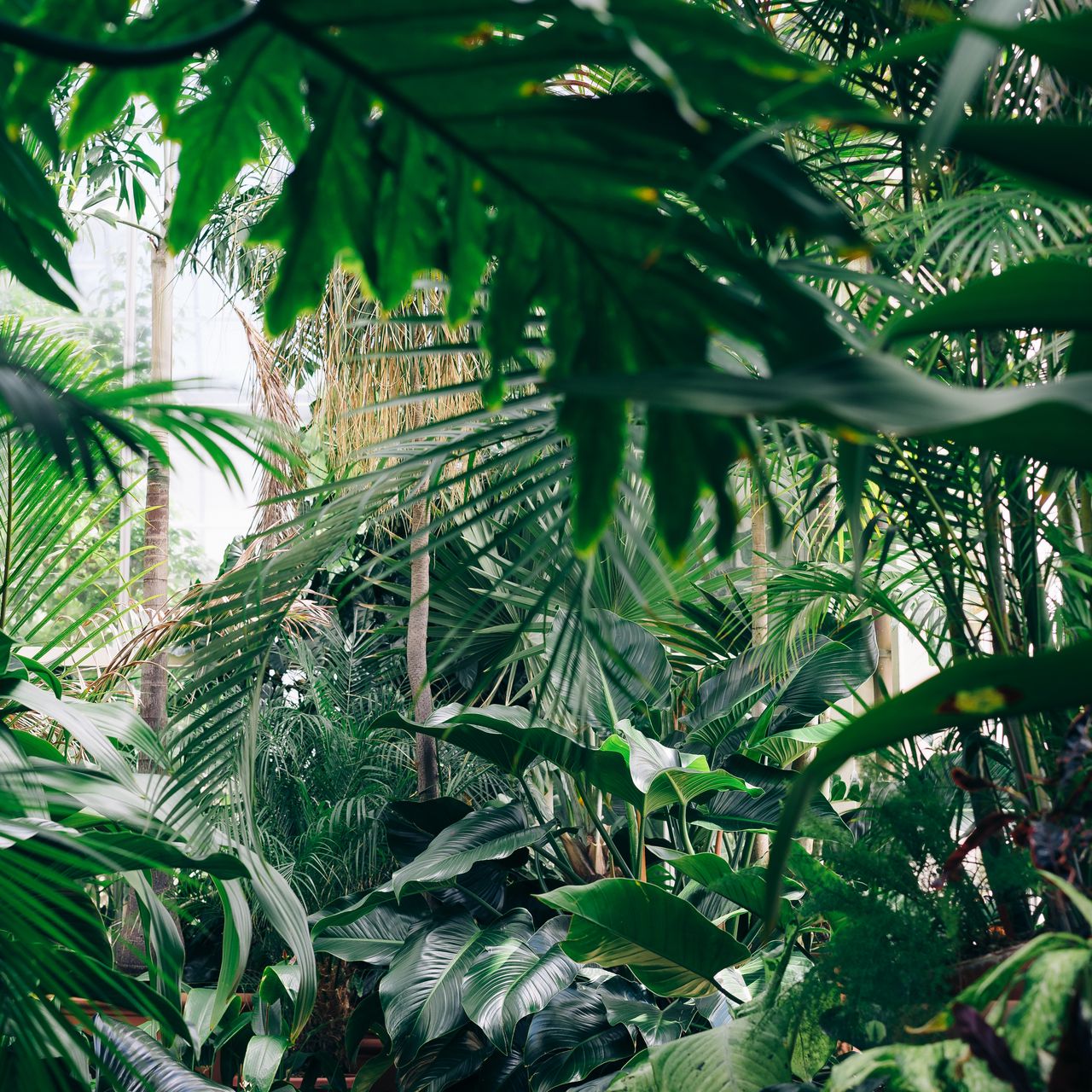 Plants Aesthetic Wallpaper