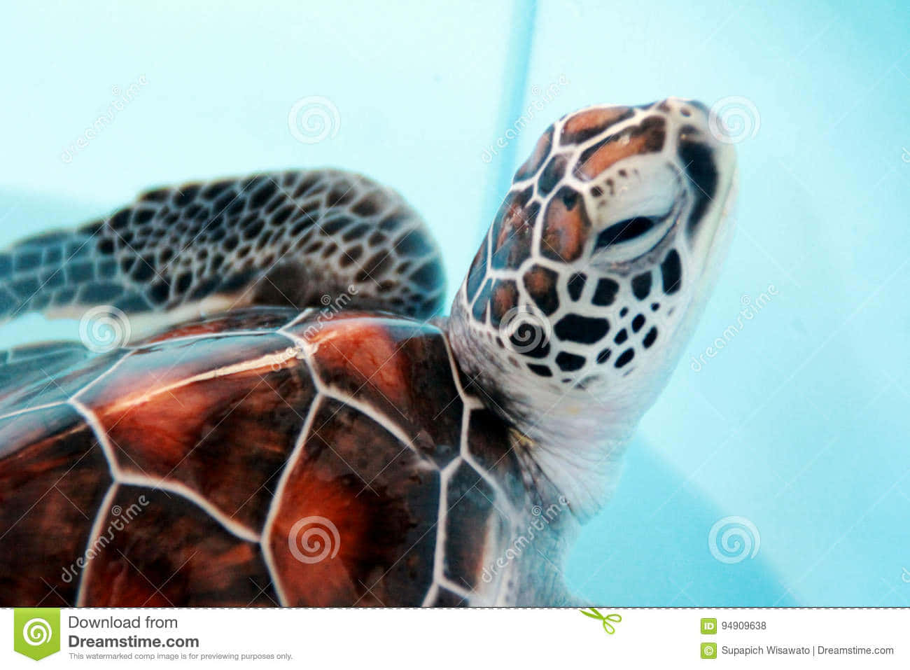 Baby Turtle Wallpaper
