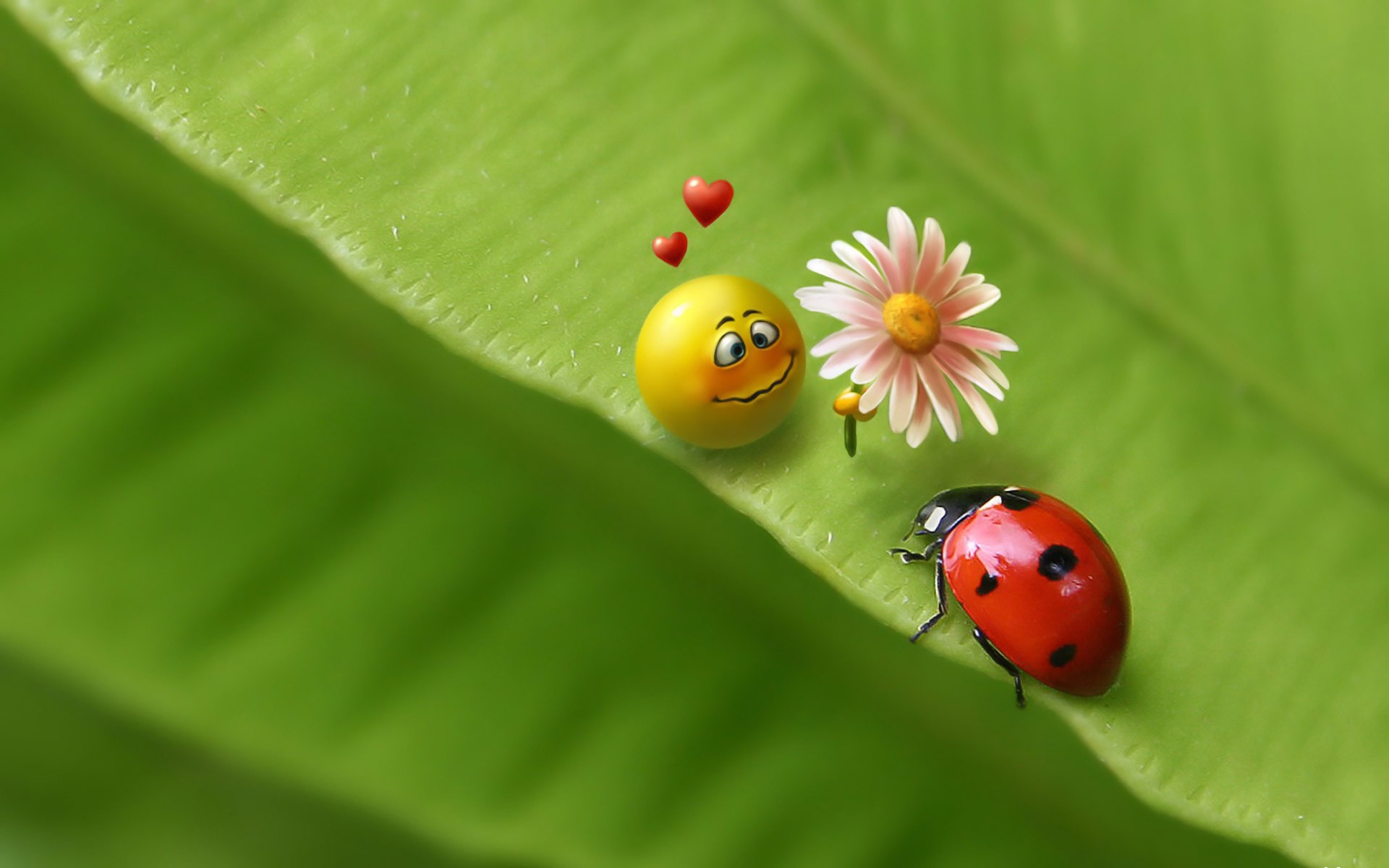 Ladybug Desktop Wallpaper HD Widescreen