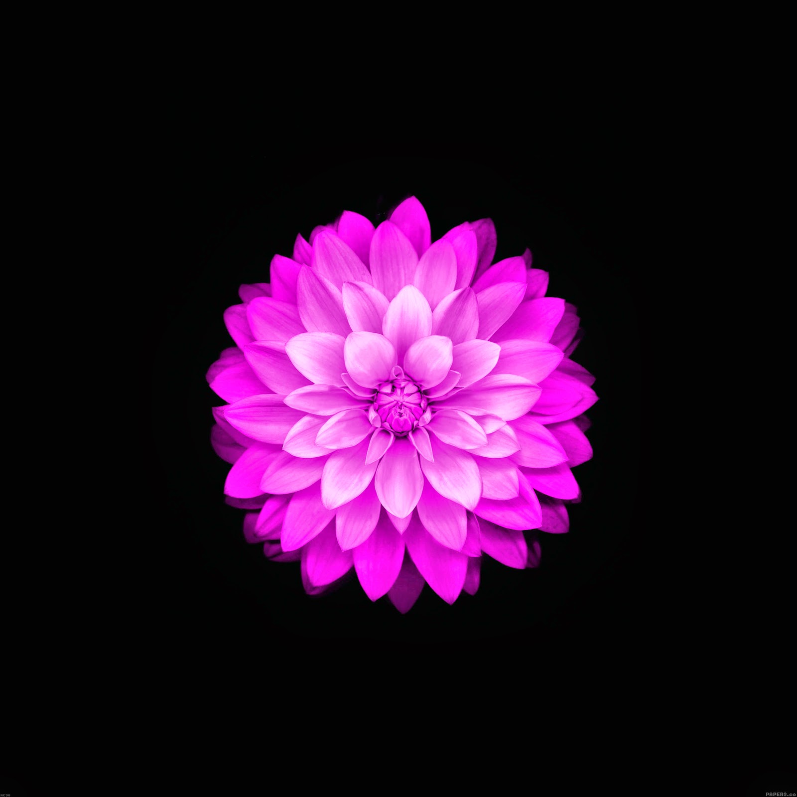 Free download wallpaper apple red lotus iphone plus ios flower ...