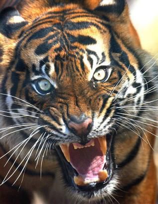 1000 images about tiger onTiger wallpaper