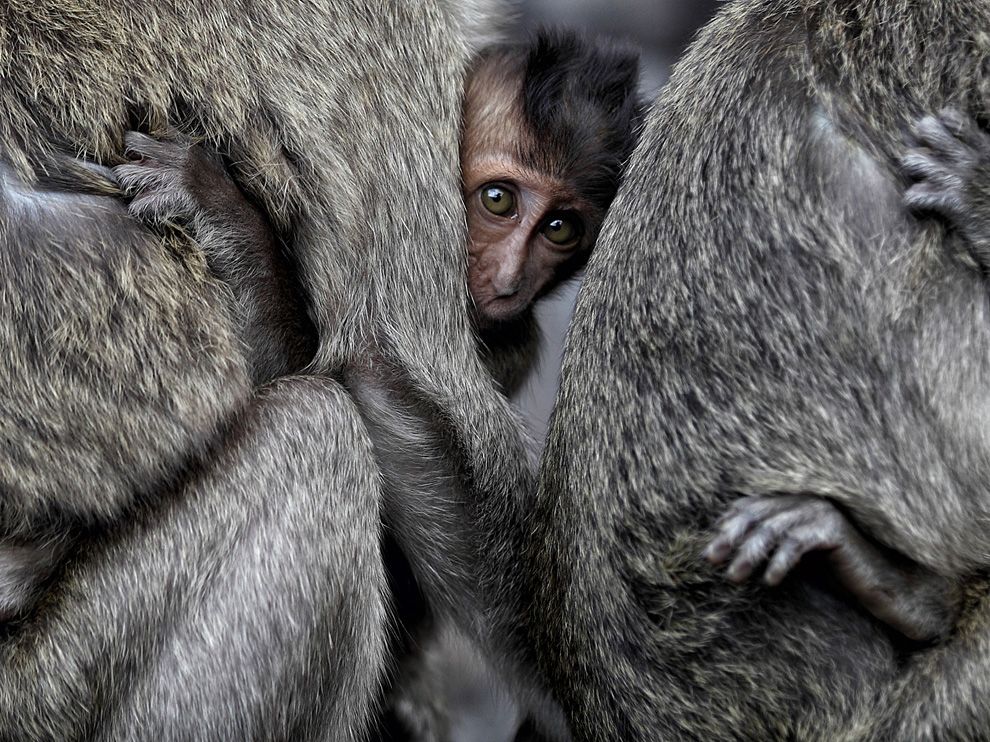 Photo Young Monkey With Adult Monkeys In Indonesia