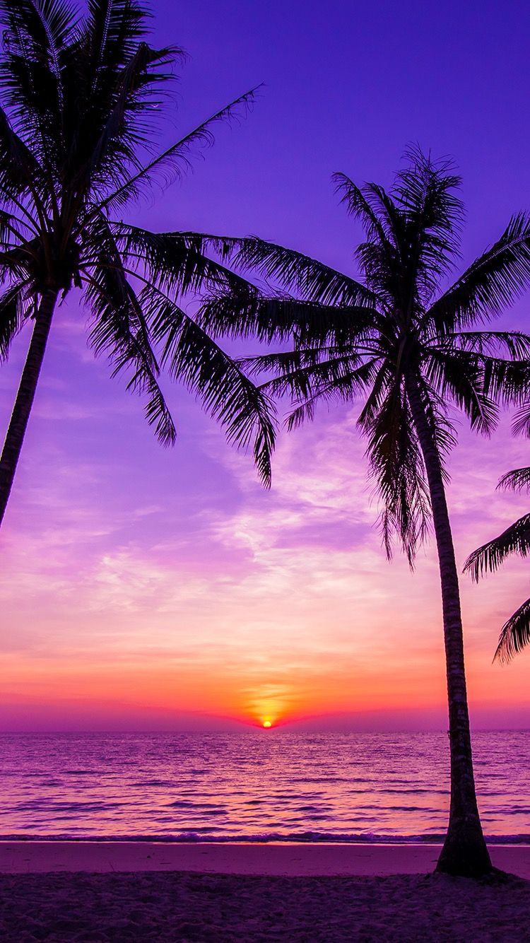 🔥 Download Very Cool And Nice Sunsets Beach Wallpaper Palm Trees Sunset ...