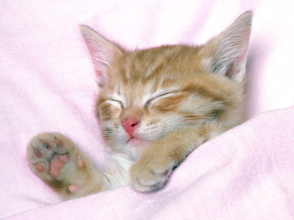 Cute Baby Kittens HD Wallpaper In Animals Imageci