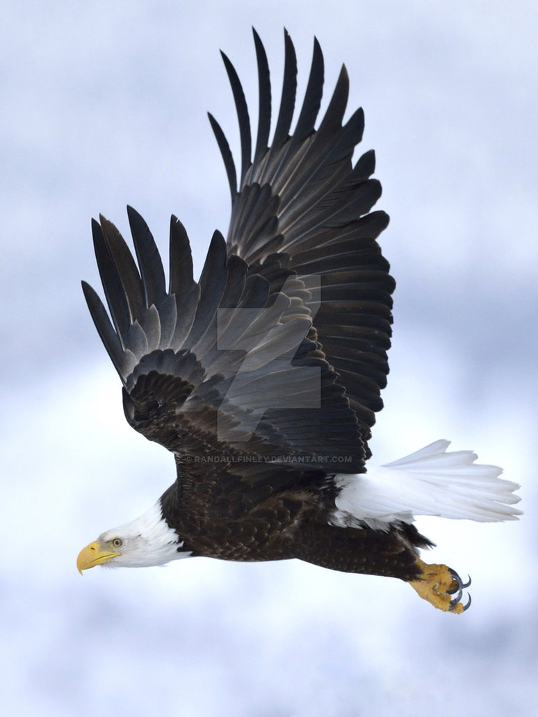 Bald Eagle in Flight by randallfinley on