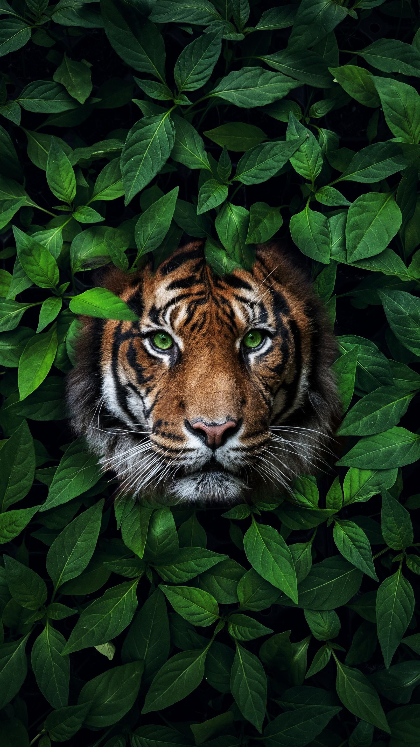 A majestic tiger with piercing green eyes peers through a dense curtain of lush green leaves, creating a captivating and mysterious jungle vibe
