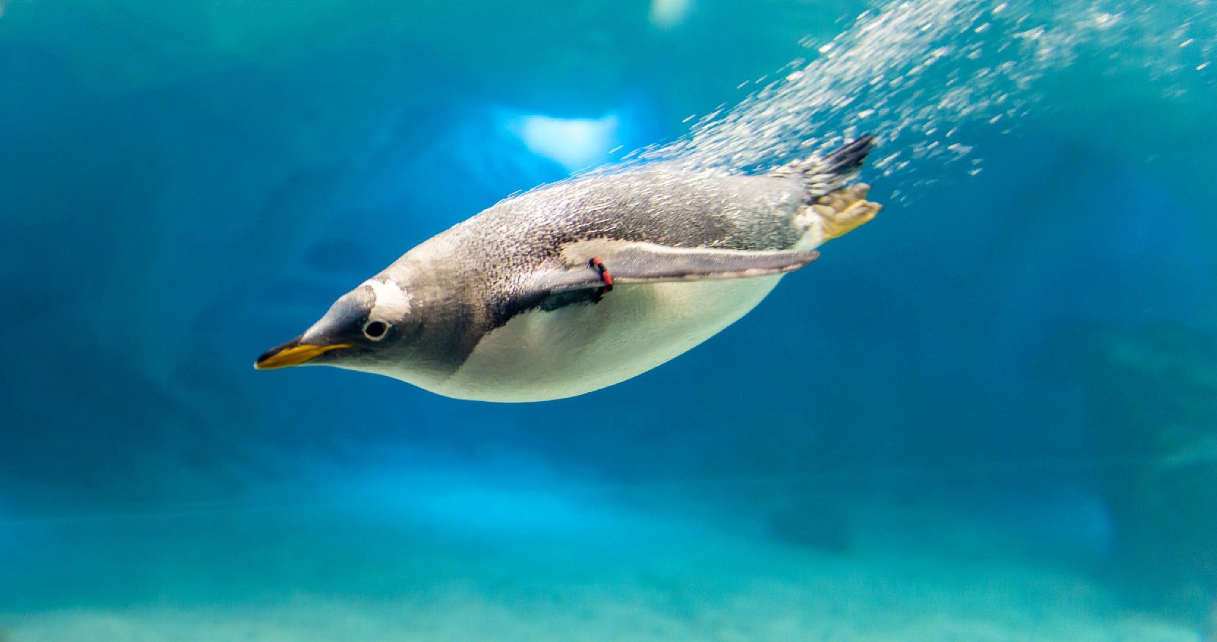 Penguin In Water 4k Ultra HD Wallpaper Ololoshenka