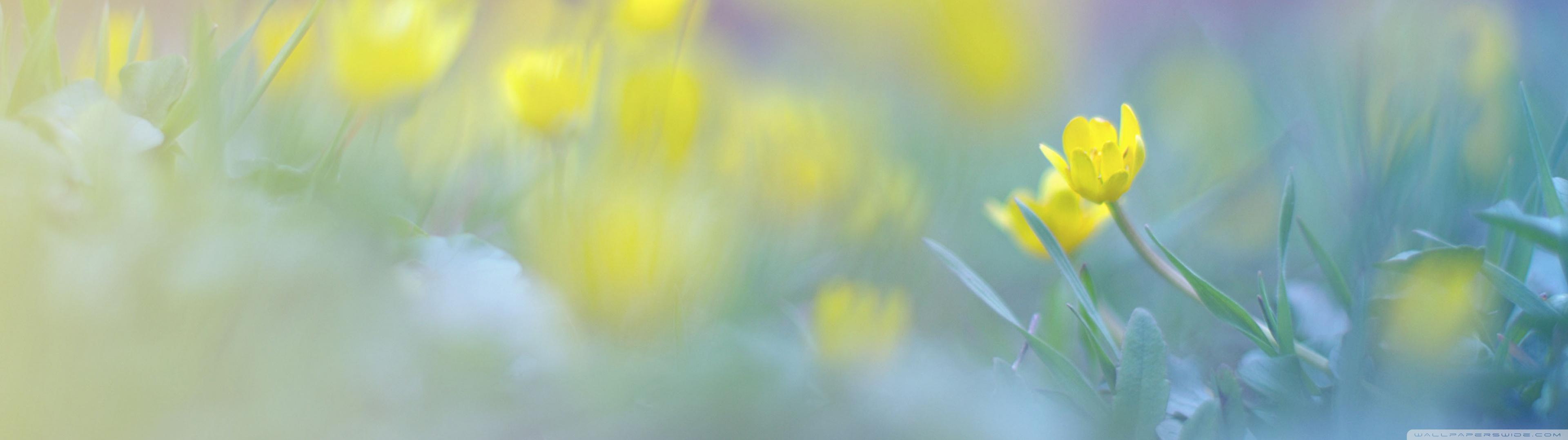 Blurred Flowers Image Ultra HD Desktop Background Wallpaper For