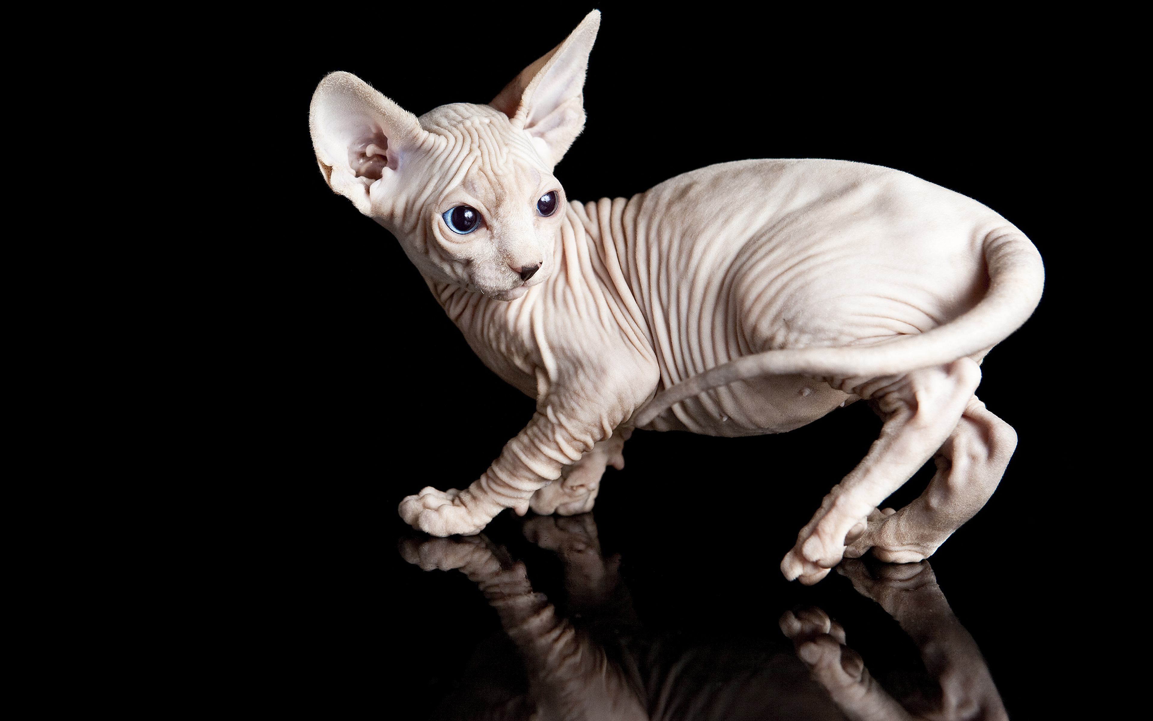 Photo Sphynx Cat Cats Reflected Animals Black Background
