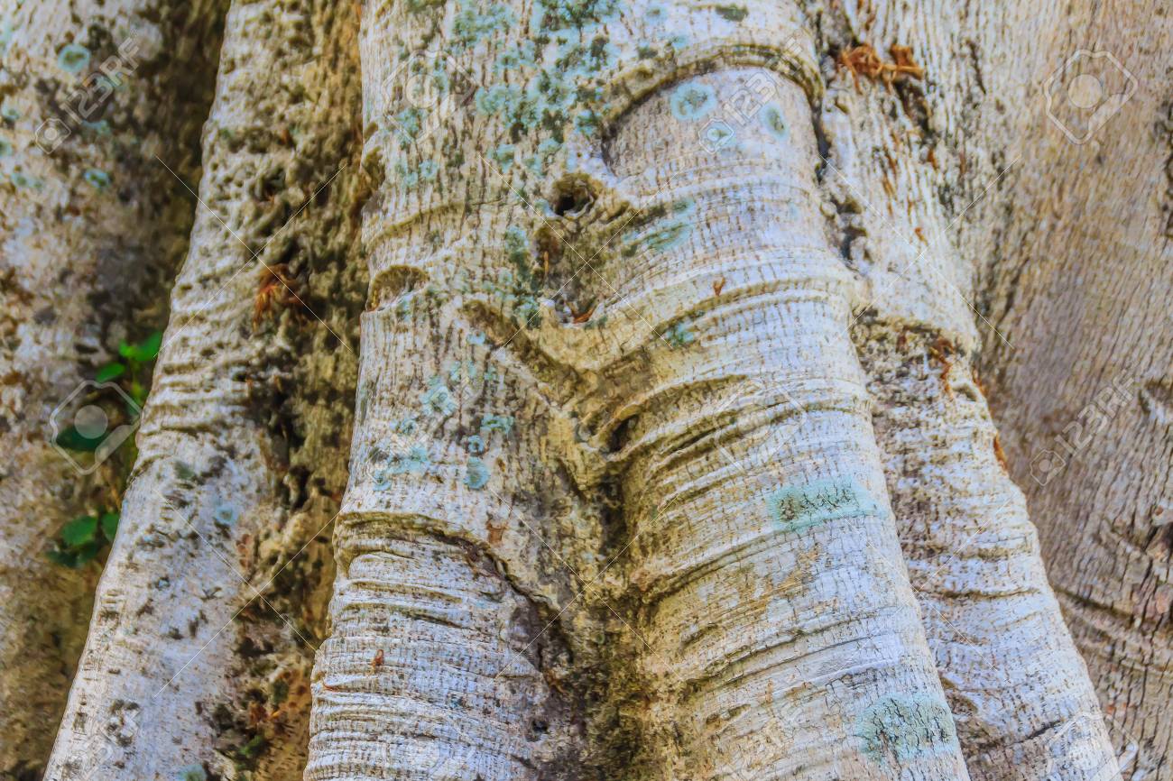 Baobab Tree Trunk Texture Background Abstract Pattern On Bark