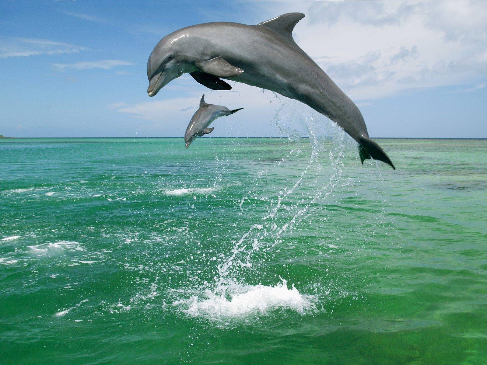 Cute Dolphins Wallpaper HD