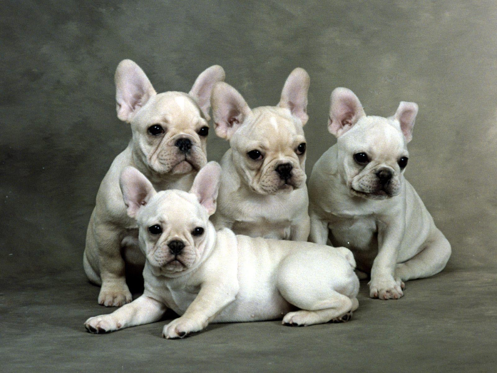 Perros De La Raza Bulldog Franc S Nuestros Amigos