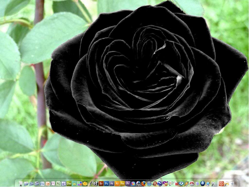 Roses Black