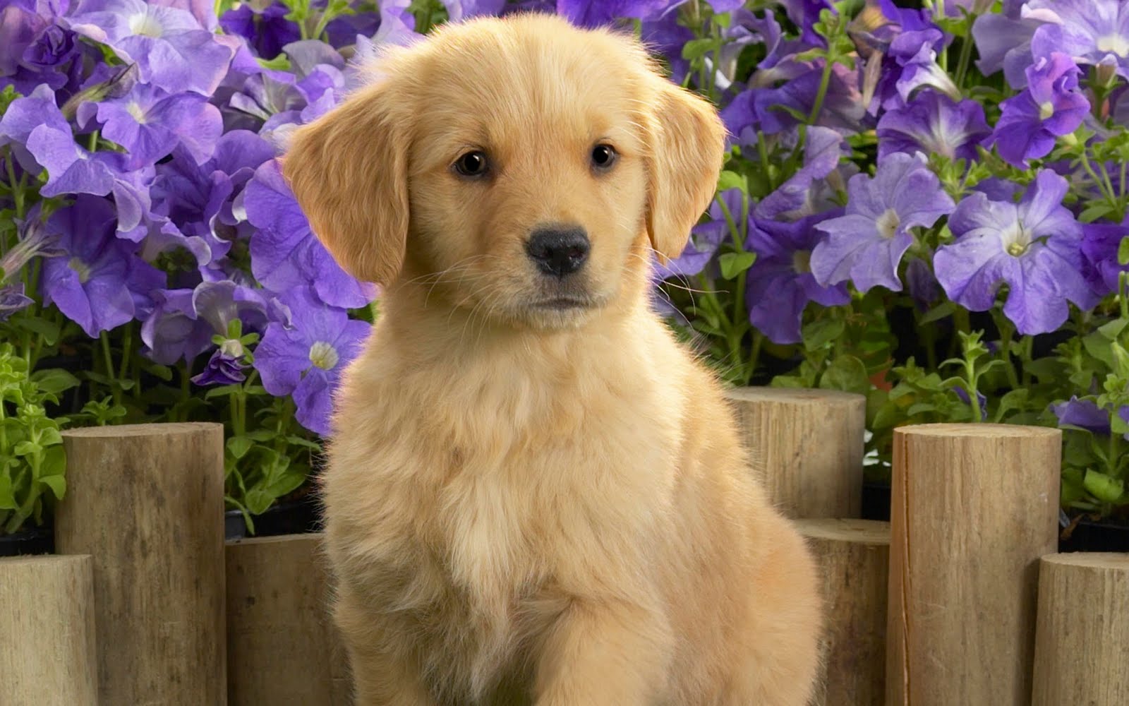 Wallpaper Beautiful Cute Golden Retriever Puppy And Flowers Pictures