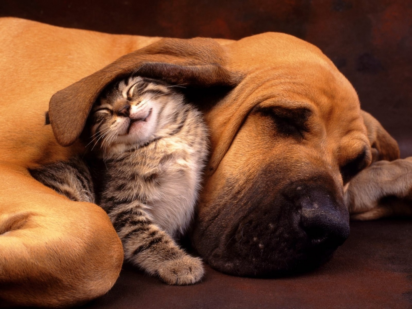 Photo Cat And Puppy Cute Sleeping Dog Wallpaper HD Wozdw Background