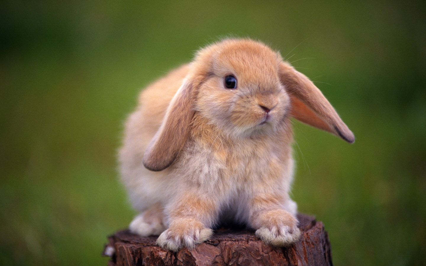 Adorable Bunny Picture HD Wallpaper