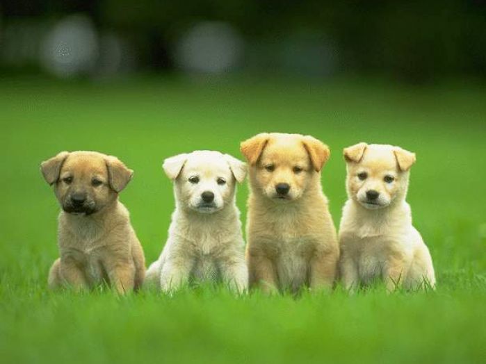 Really Cute Puppies Wallpaper Pictures
