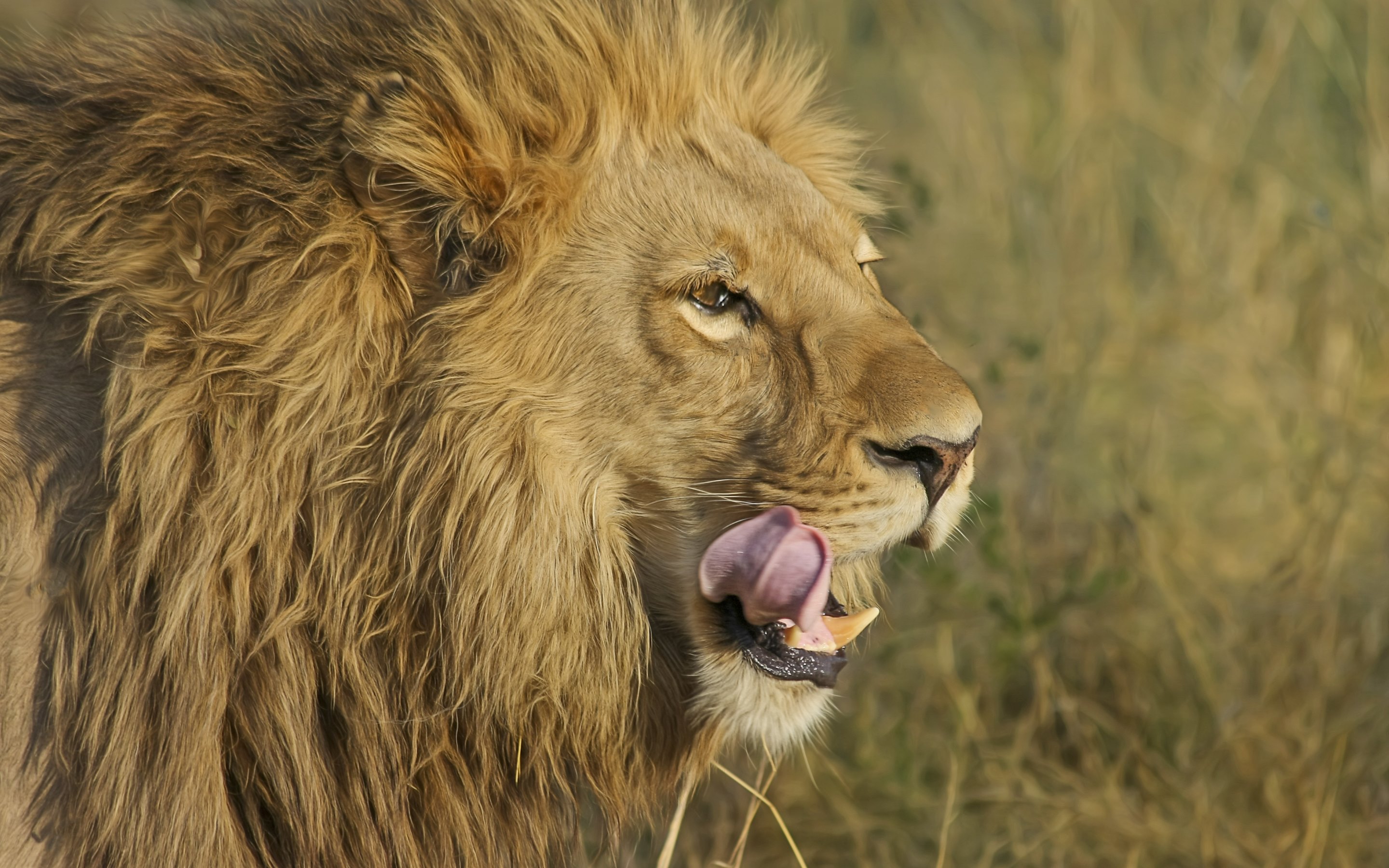 Wildlife Safari Lion Animal King HD Wallpaper 4k