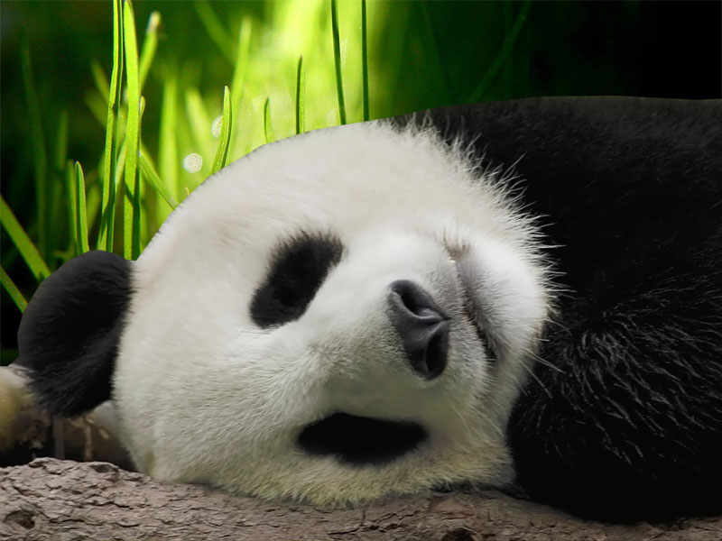 Panda Wallpaper Eating Sleeping