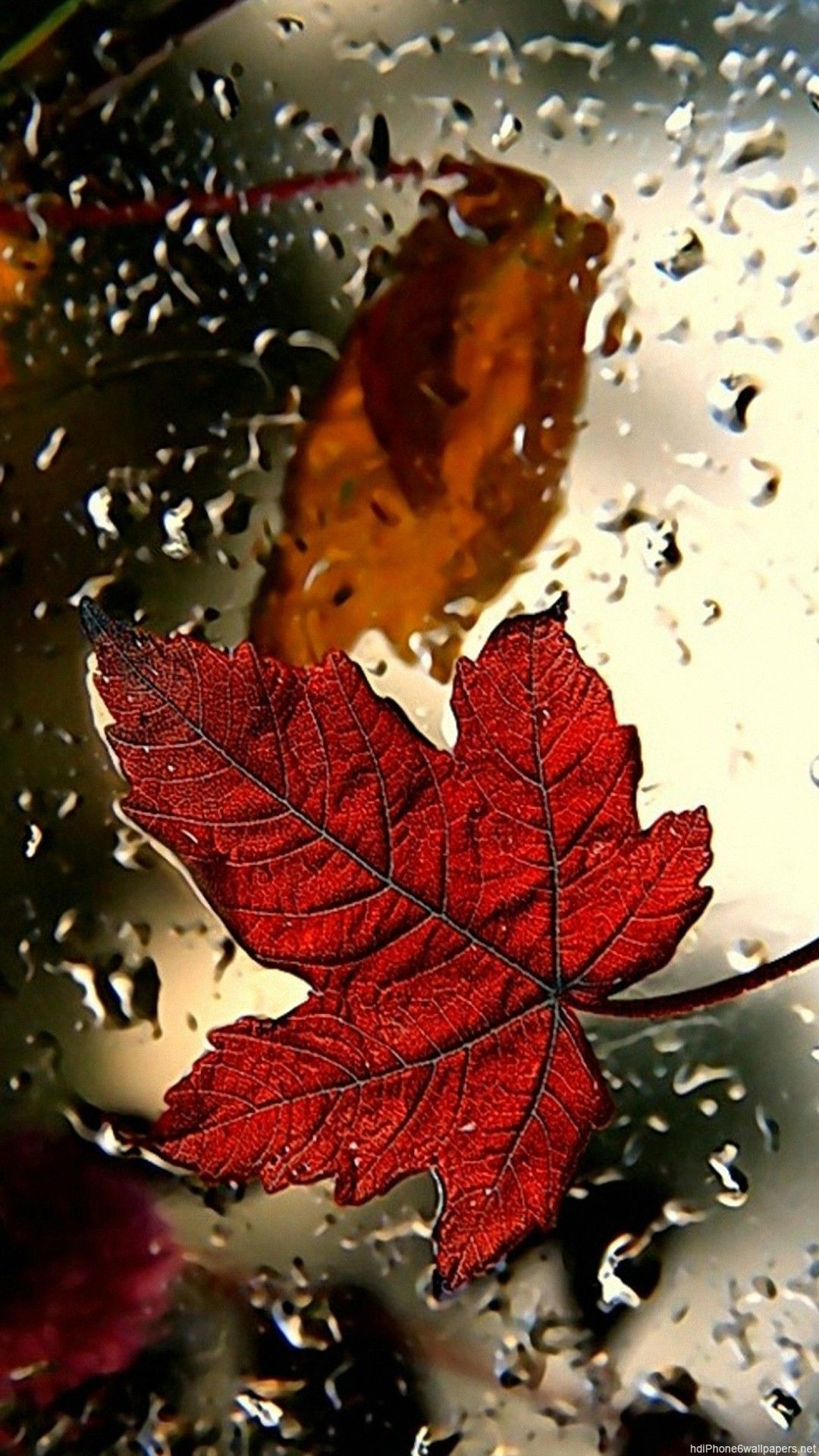 Maple Leaves Wallpaper On