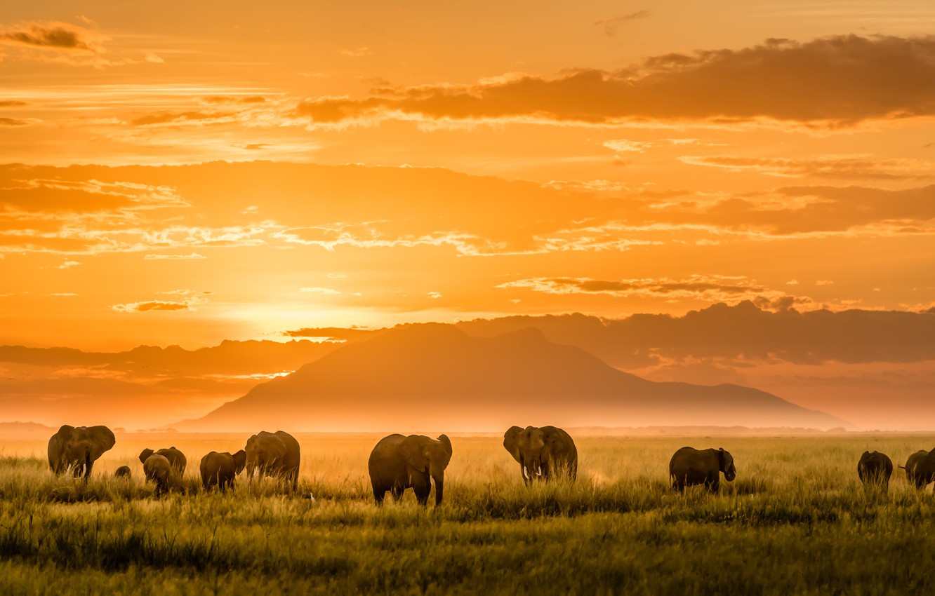 Wallpaper Light Mountains Africa Elephants Image For Desktop