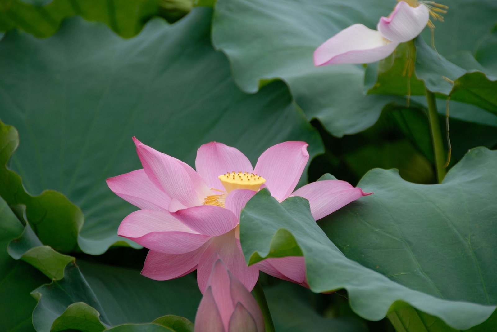 Media Lotus Flower Wallpaper High Quality And Wide Screen