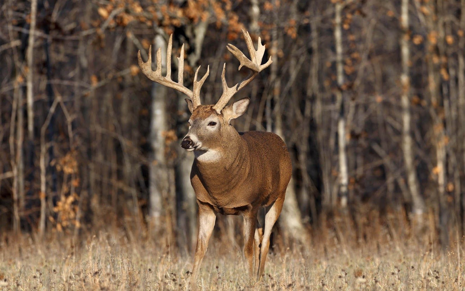 Deer Hunting Wallpaper Desktop