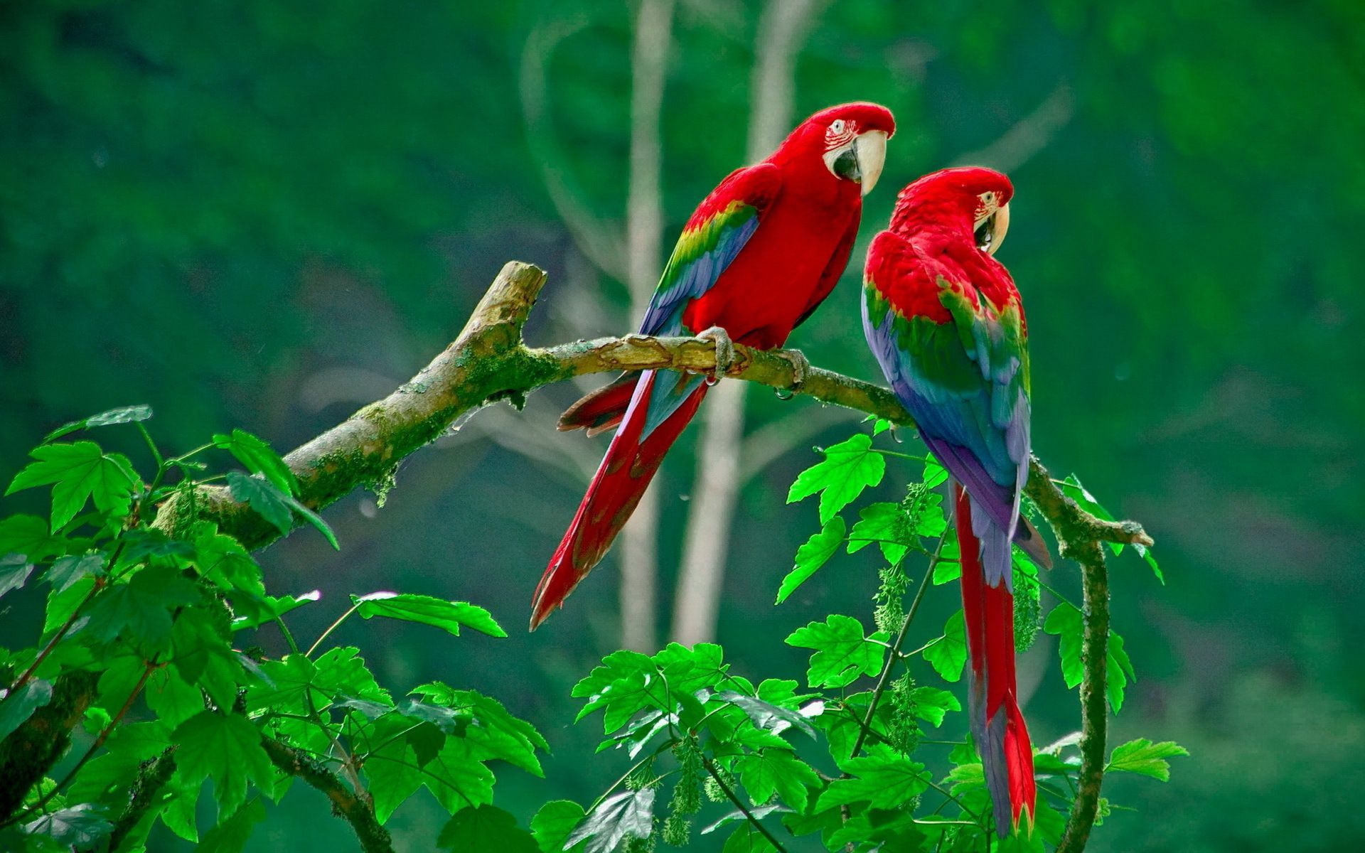 Pair of scarlet macaws Widescreen Wallpaper   4932