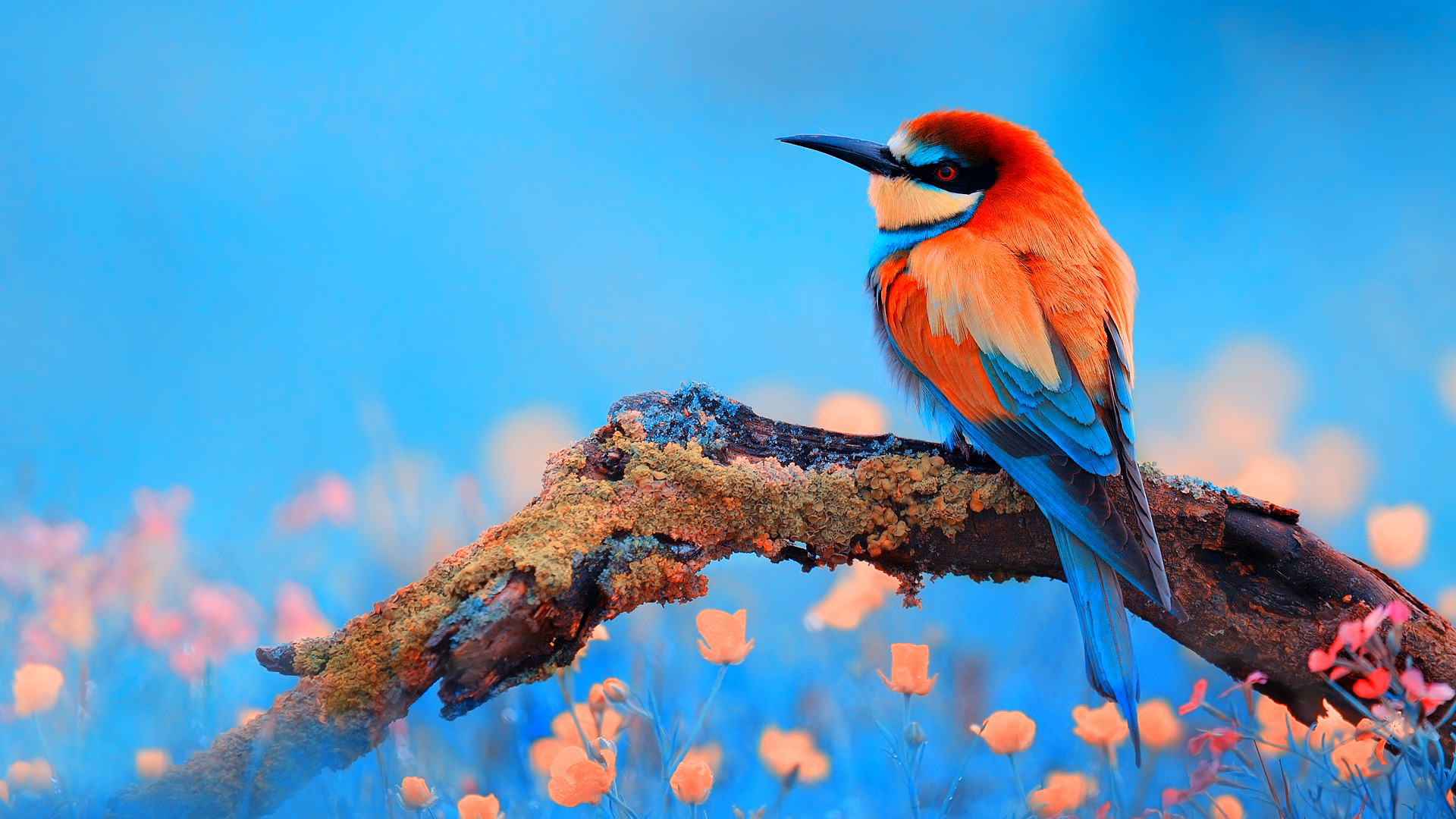 Birds Wallpaper Hd