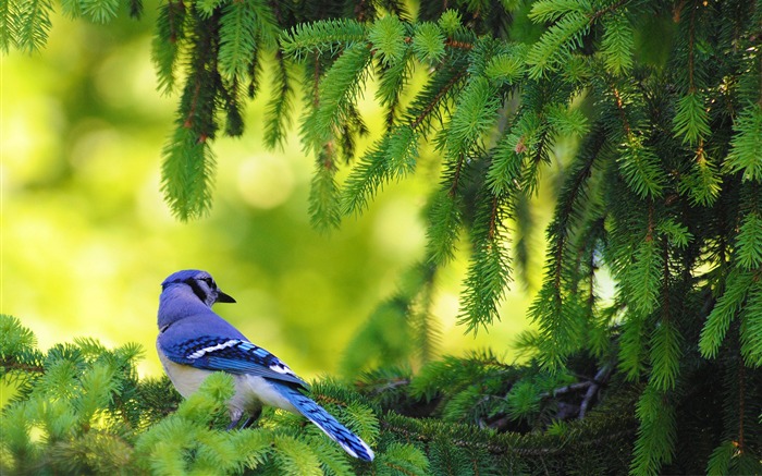 Blue Jay Bird Birds Desktop Wallpaper