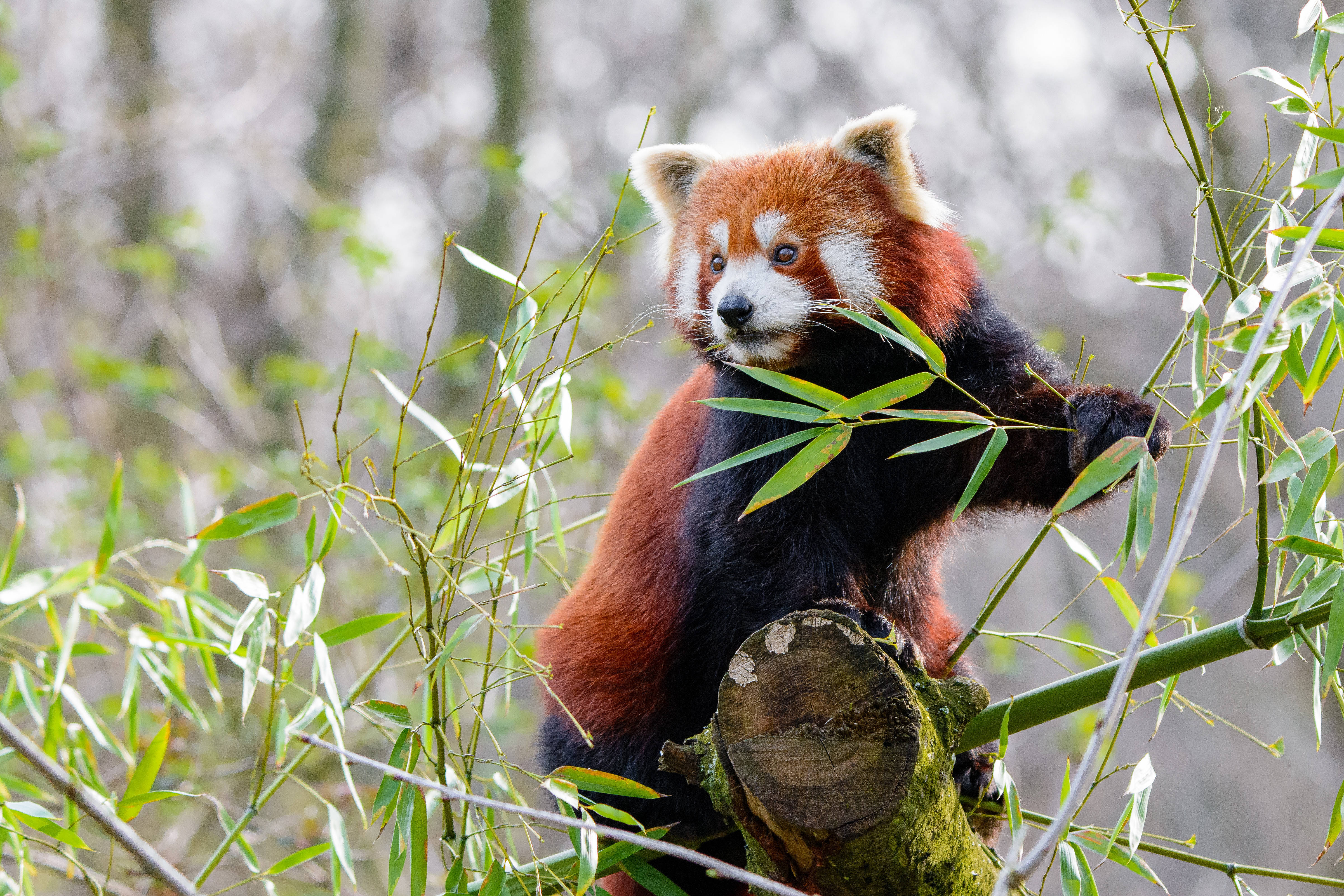 En Bambusgrasroter Panda Wallpaper