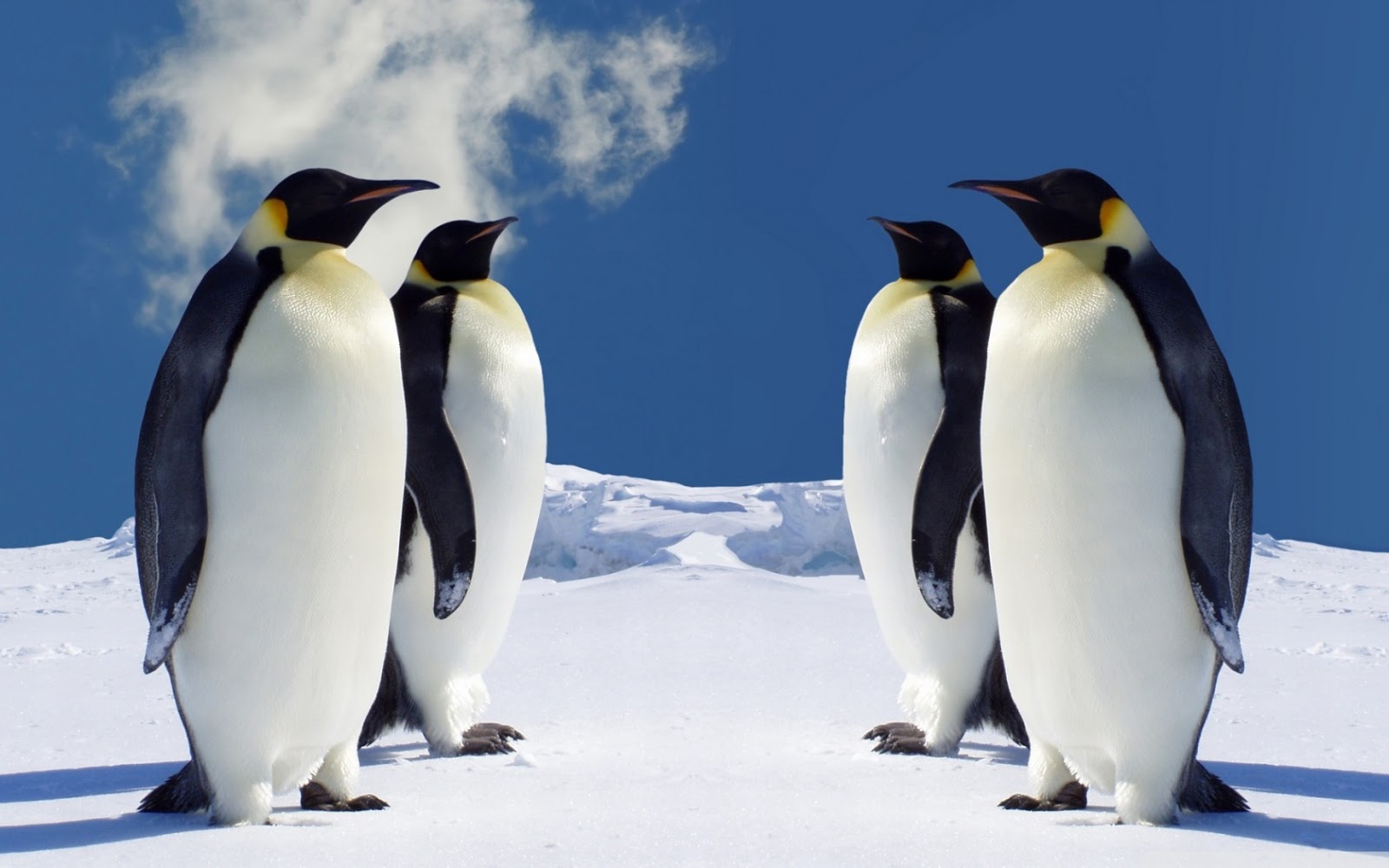 Penguin Wallpaper And Background For Your Puter Desktop