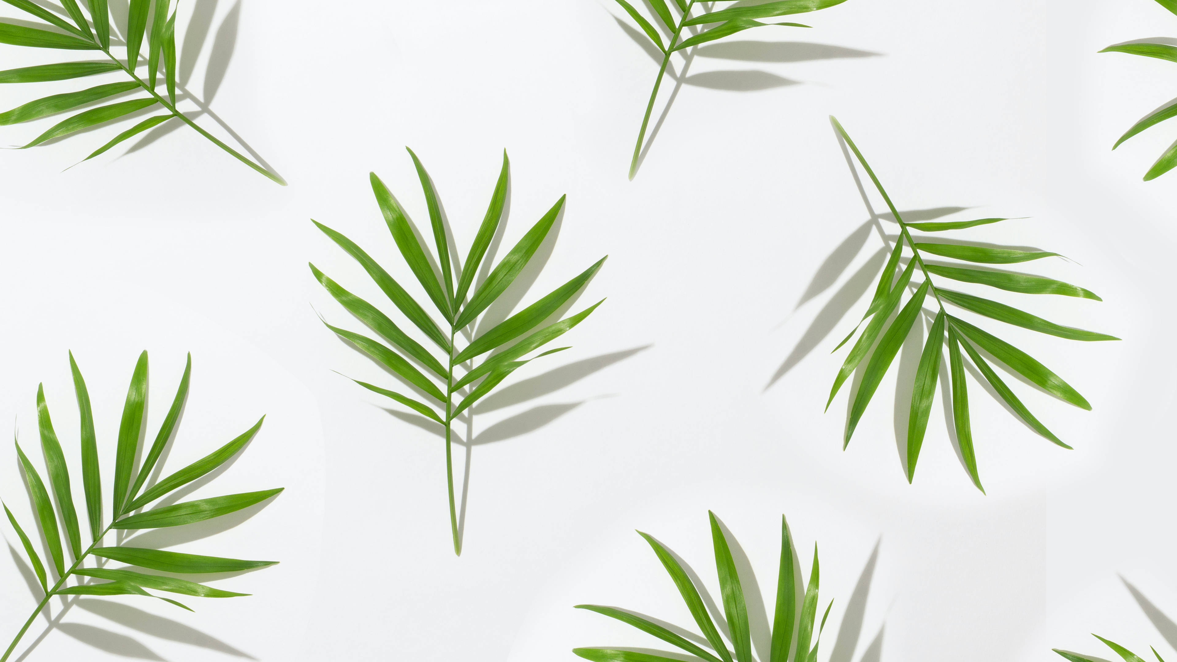 Minimalist Plant Wallpaper