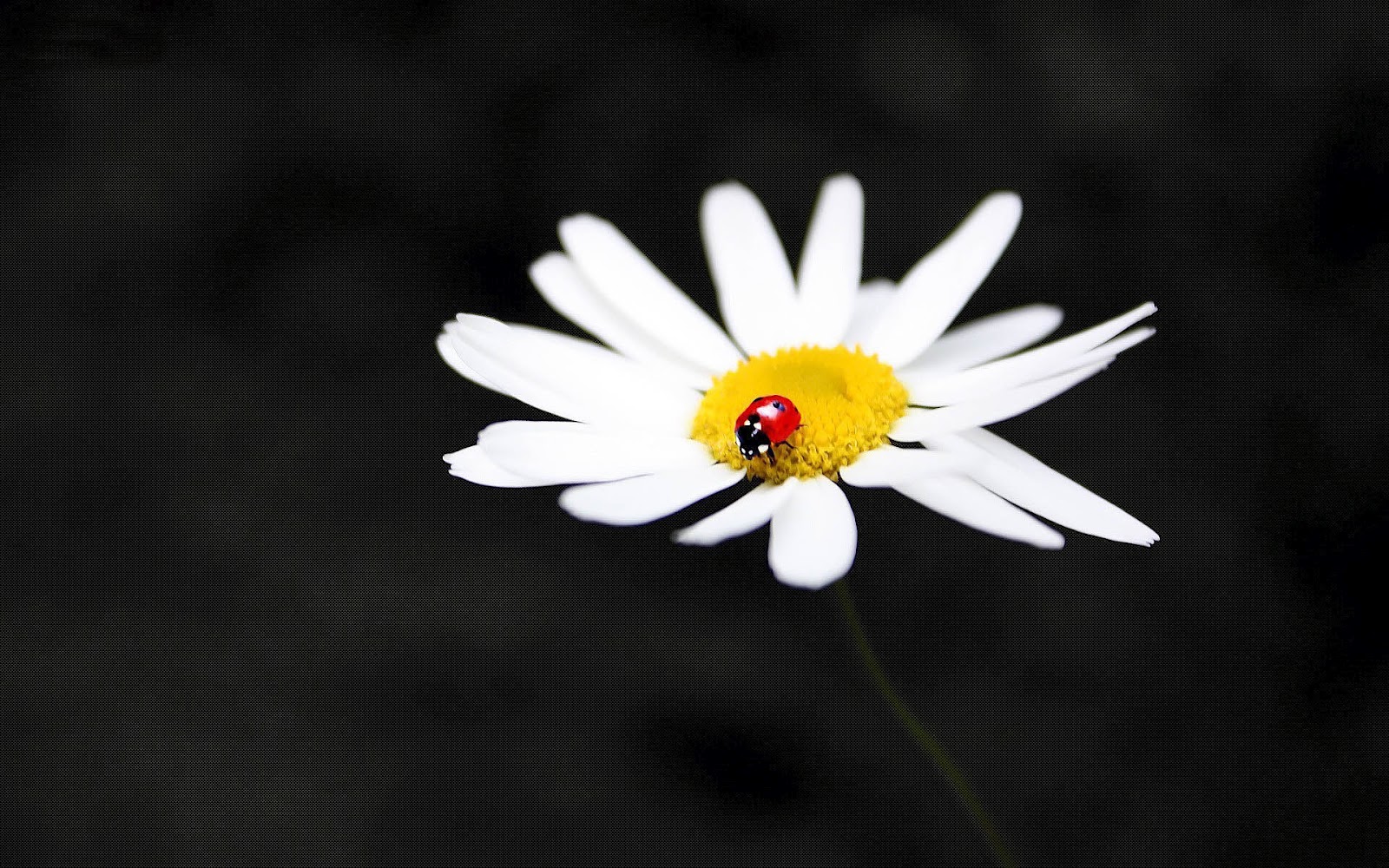 Ladybug Wallpaper With A Walking On White Flower HD Ladybugs