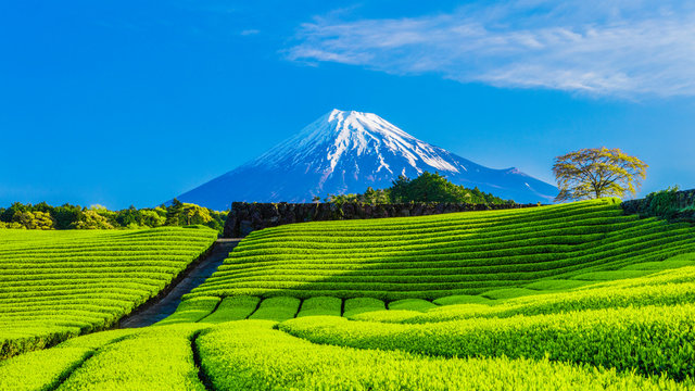 Tea Garden Background Wallpaper
